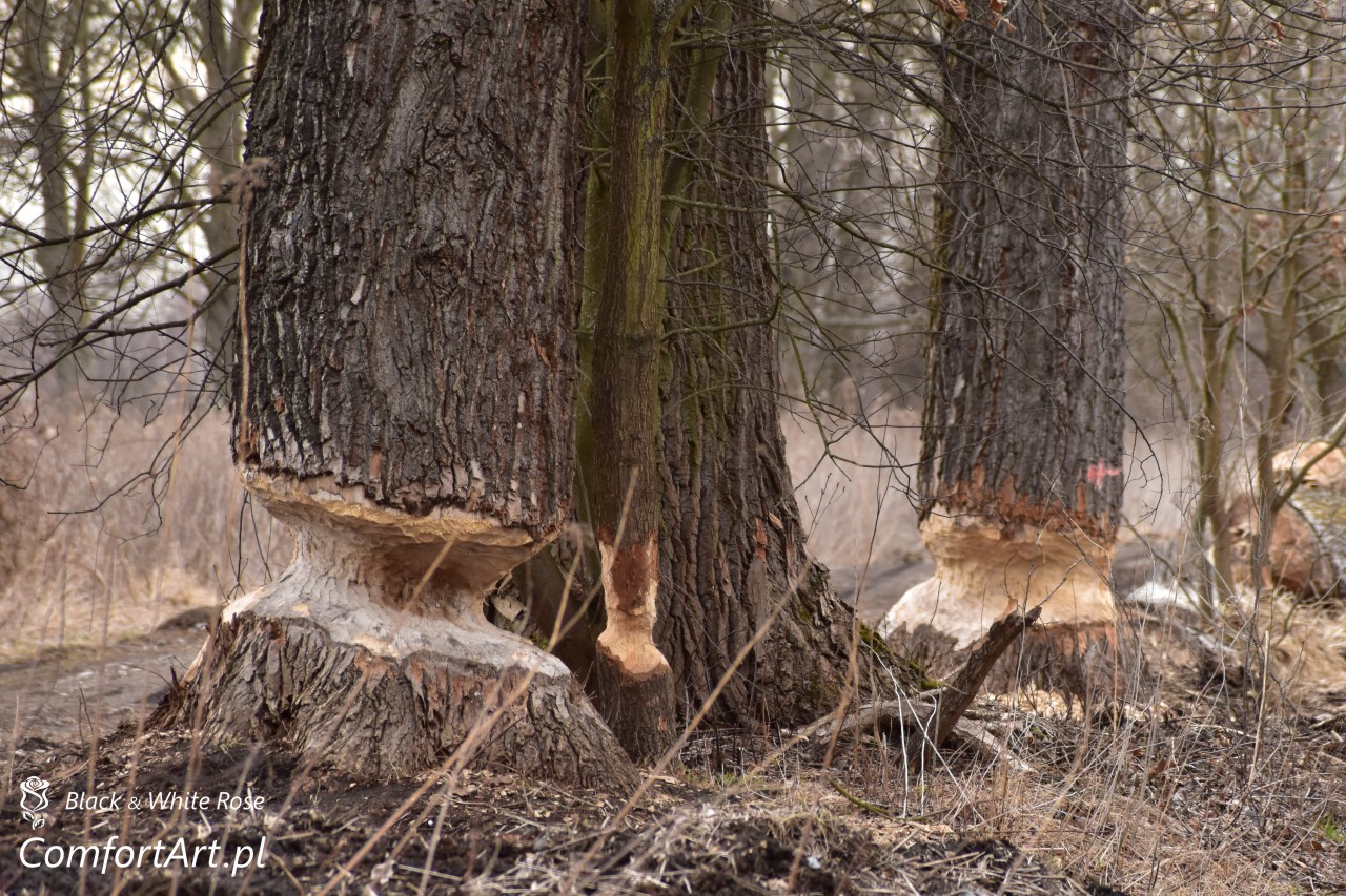 Torfowisko Wielkie Błoto bobry